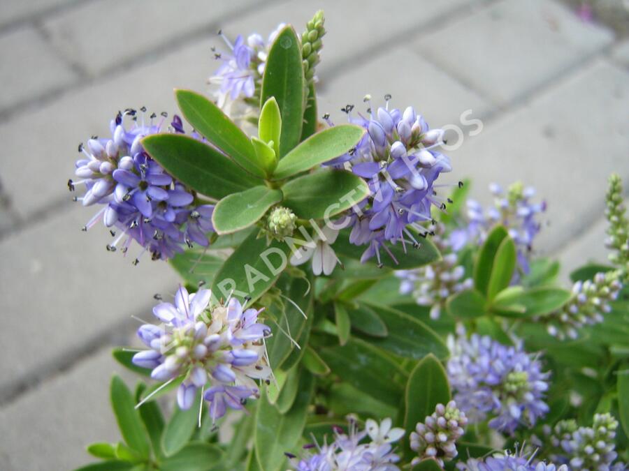 Hebe 'Blue Surprise' - Hebe 'Blue Surprise'