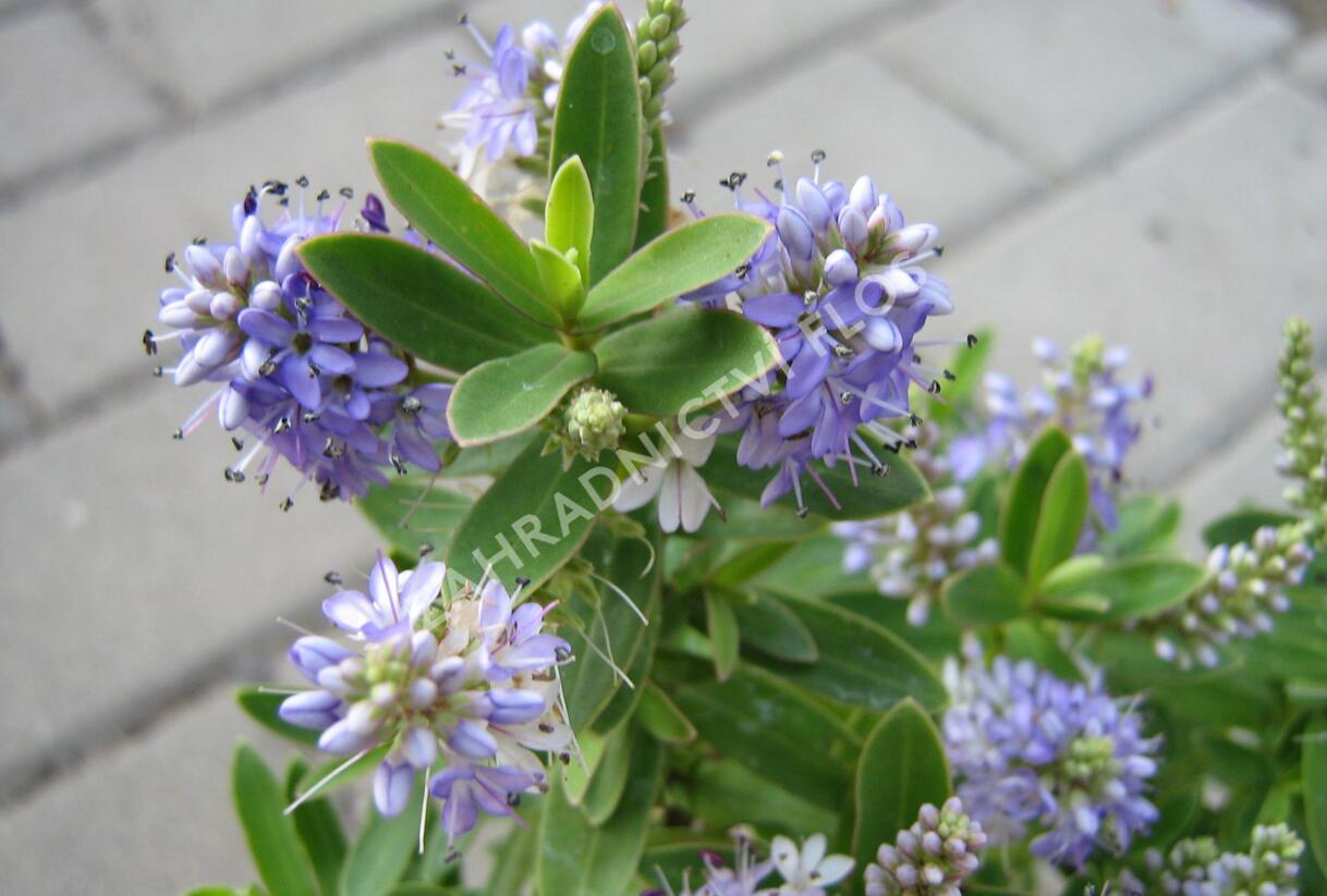 Hebe 'Blue Surprise' - Hebe 'Blue Surprise'