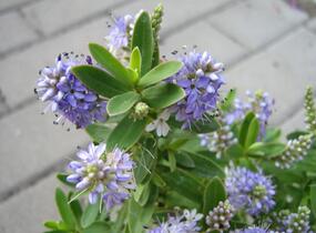Hebe 'Blue Surprise' - Hebe 'Blue Surprise'
