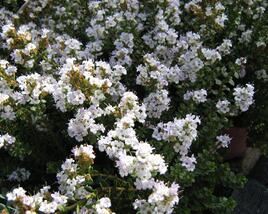 Hebe 'Baby Marie'