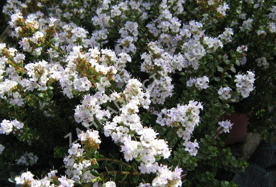 Hebe 'Baby Marie' - Hebe 'Baby Marie'