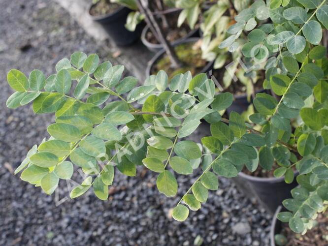 Slaník stříbrný - Halimodendron halodendron