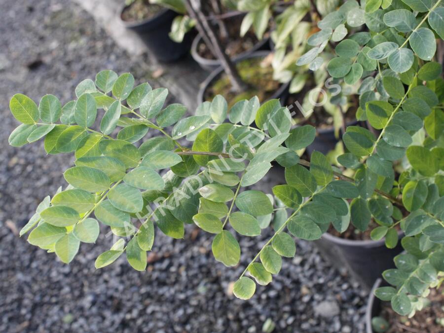 Slaník stříbrný - Halimodendron halodendron