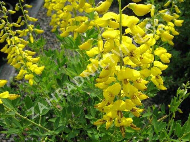 Kručinka barvířská 'Royal Gold' - Genista tinctoria 'Royal Gold'