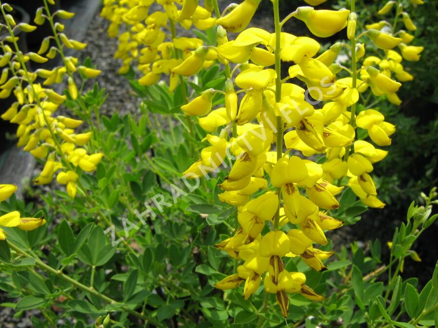 Kručinka barvířská 'Royal Gold' - Genista tinctoria 'Royal Gold'