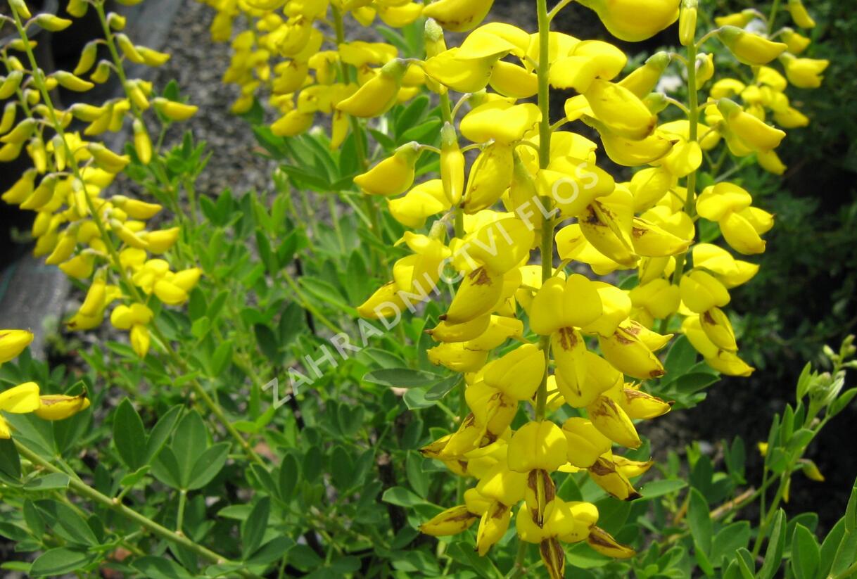 Kručinka barvířská 'Royal Gold' - Genista tinctoria 'Royal Gold'