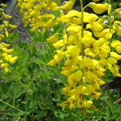 Kručinka barvířská 'Royal Gold' - Genista tinctoria 'Royal Gold'