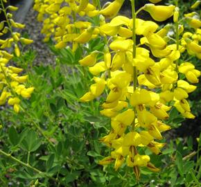 Kručinka barvířská 'Royal Gold' - Genista tinctoria 'Royal Gold'