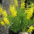 Kručinka barvířská 'Royal Gold' - Genista tinctoria 'Royal Gold'