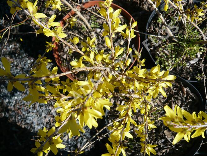 Zlatice prostřední, zlatý déšť 'Maluch' - Forsythia intermedia 'Maluch'