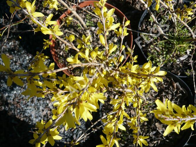 Zlatice prostřední 'Maluch' - Forsythia intermedia 'Maluch'