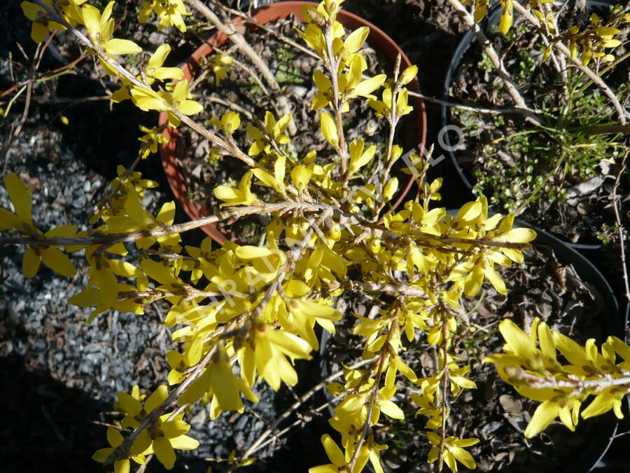 Zlatice prostřední 'Maluch' - Forsythia intermedia 'Maluch'