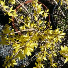 Zlatice prostřední 'Maluch' - Forsythia intermedia 'Maluch'