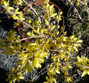 Zlatice prostřední, zlatý déšť 'Maluch' - Forsythia intermedia 'Maluch'