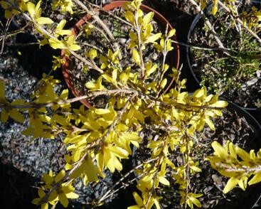 Zlatice prostřední, zlatý déšť 'Maluch'