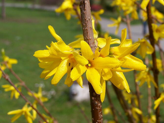 Zlatice prostřední, zlatý déšť 'Golden Bells' - Forsythia intermedia 'Golden Bells'