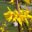 Zlatice prostřední, zlatý déšť 'Golden Bells' - Forsythia intermedia 'Golden Bells'