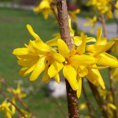 Zlatice prostřední, zlatý déšť 'Golden Bells' - Forsythia intermedia 'Golden Bells'