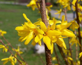 Zlatice prostřední, zlatý déšť 'Golden Bells'