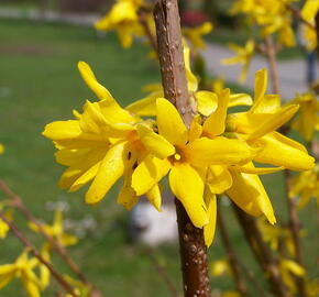 Zlatice prostřední, zlatý déšť 'Golden Bells' - Forsythia intermedia 'Golden Bells'
