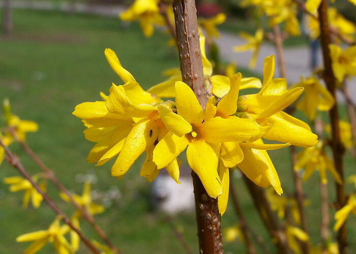 Zlatice prostřední 'Golden Bells' - Forsythia intermedia 'Golden Bells'