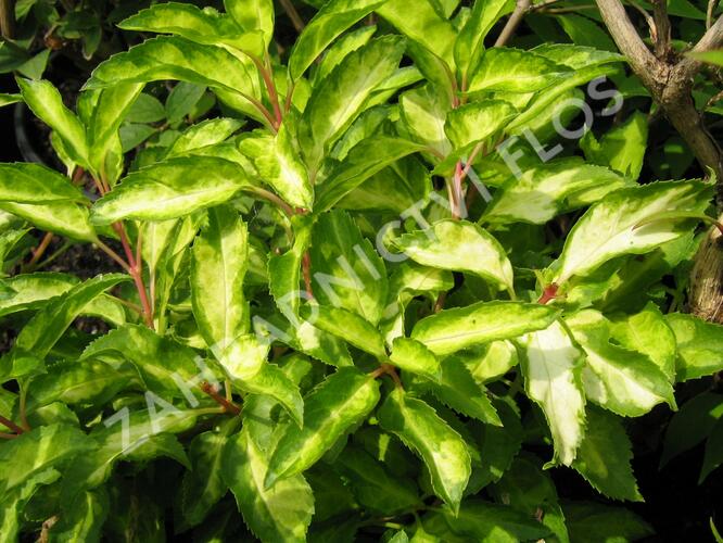 Zlatice prostřední, zlatý déšť 'Fiesta' - Forsythia intermedia 'Fiesta'