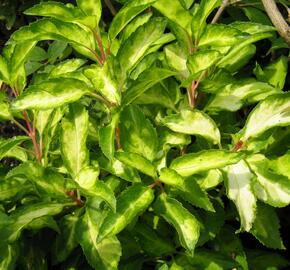 Zlatice prostřední, zlatý déšť 'Fiesta' - Forsythia intermedia 'Fiesta'