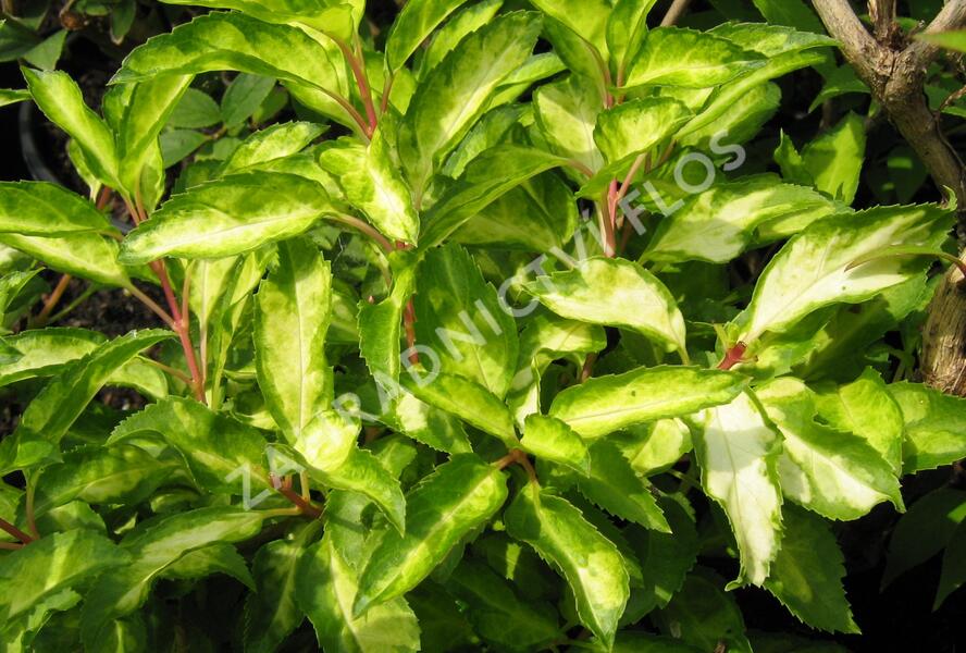 Zlatice prostřední, zlatý déšť 'Fiesta' - Forsythia intermedia 'Fiesta'