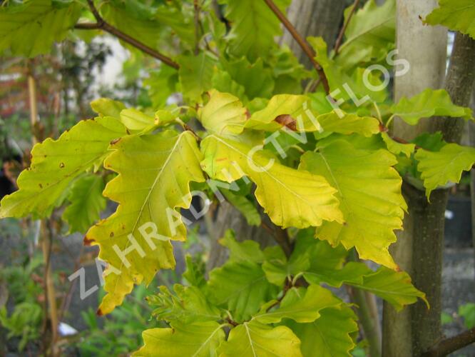 Buk lesní 'Rohan Gold' - Fagus sylvatica 'Rohan Gold'