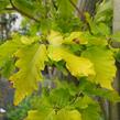 Buk lesní 'Rohan Gold' - Fagus sylvatica 'Rohan Gold'