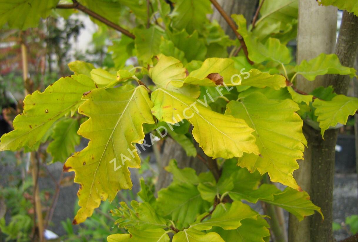 Buk lesní 'Rohan Gold' - Fagus sylvatica 'Rohan Gold'