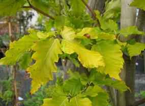 Buk lesní 'Rohan Gold' - Fagus sylvatica 'Rohan Gold'