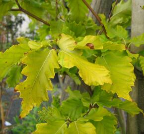 Buk lesní 'Rohan Gold' - Fagus sylvatica 'Rohan Gold'