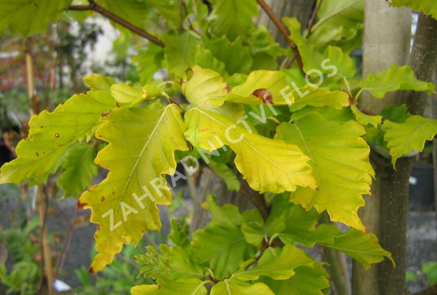 Buk lesní 'Rohan Gold' - Fagus sylvatica 'Rohan Gold'