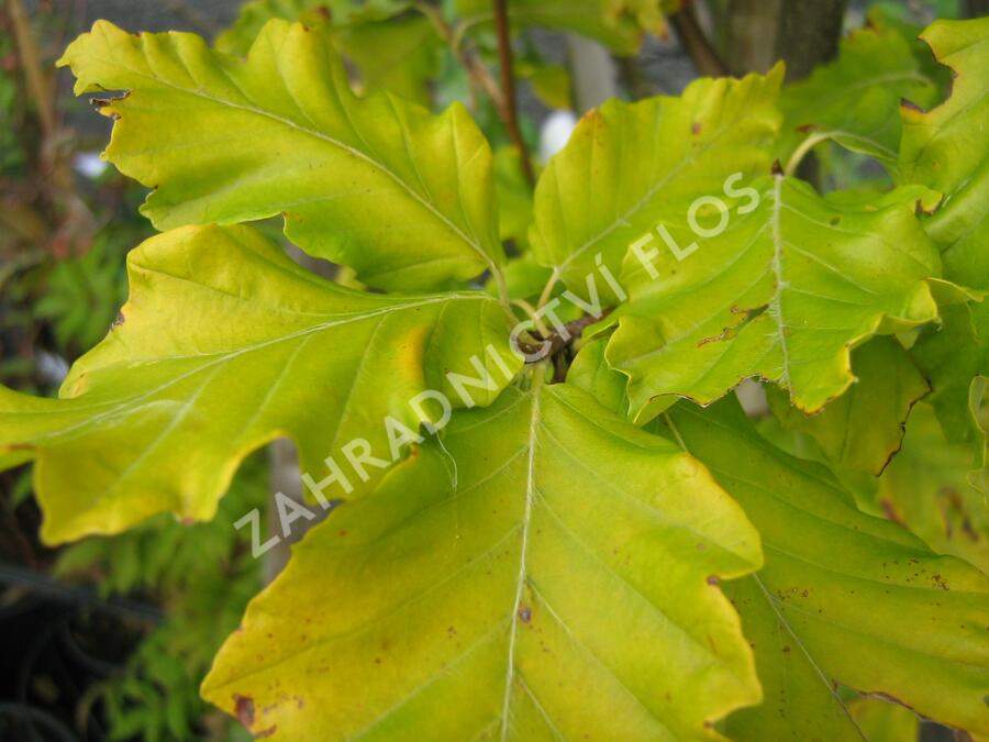 Buk lesní 'Rohan Gold' - Fagus sylvatica 'Rohan Gold'