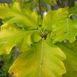 Buk lesní 'Rohan Gold' - Fagus sylvatica 'Rohan Gold'