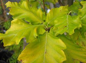 Buk lesní 'Rohan Gold' - Fagus sylvatica 'Rohan Gold'