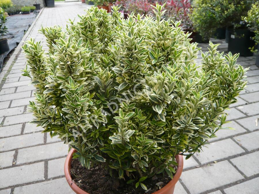 Brslen japonský 'Argentea' - Euonymus pulchellus 'Argentea'