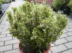 Brslen japonský 'Argentea' - Euonymus pulchellus 'Argentea'