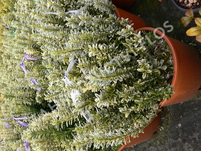 Brslen japonský 'Argentea' - Euonymus pulchellus 'Argentea'