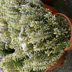 Brslen japonský 'Argentea' - Euonymus pulchellus 'Argentea'