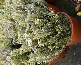 Brslen japonský 'Argentea'