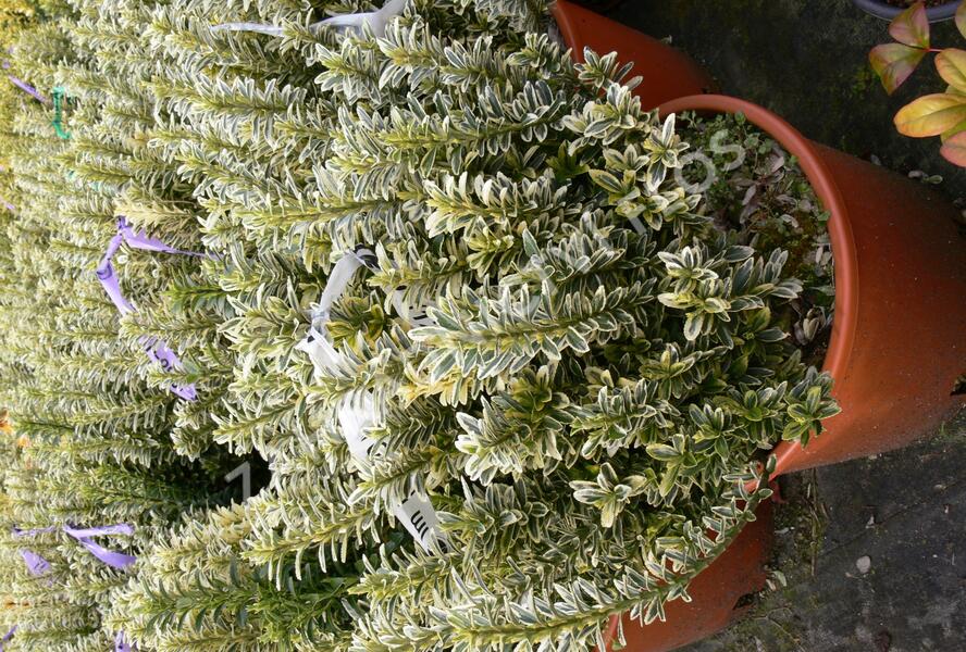 Brslen japonský 'Argentea' - Euonymus pulchellus 'Argentea'