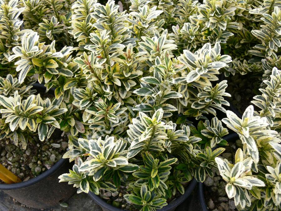 Brslen japonský 'Argentea' - Euonymus pulchellus 'Argentea'