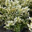 Brslen japonský 'Argentea' - Euonymus pulchellus 'Argentea'