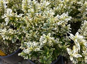 Brslen japonský 'Argentea' - Euonymus pulchellus 'Argentea'