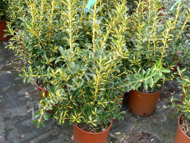 Brslen japonský 'Livornese' - Euonymus japonicus 'Livornese'