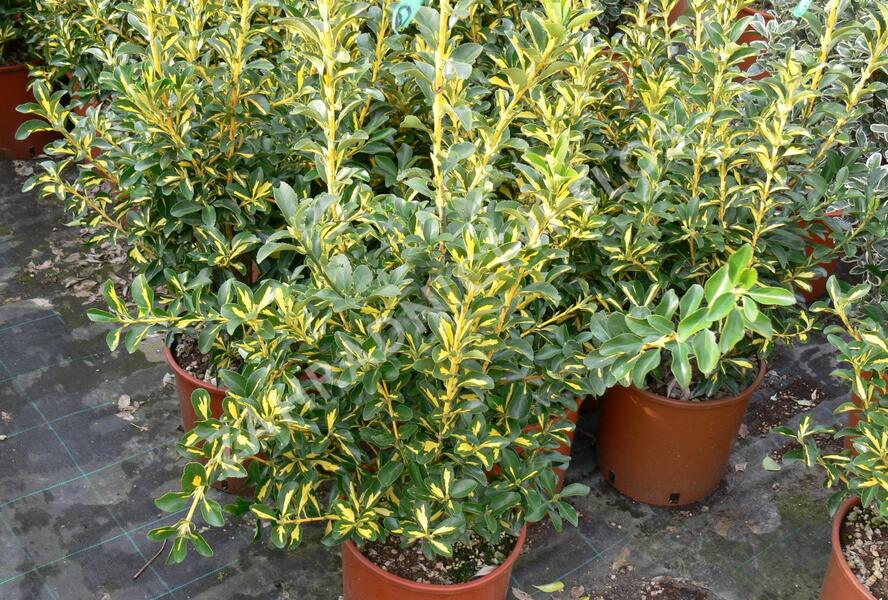 Brslen japonský 'Livornese' - Euonymus japonicus 'Livornese'