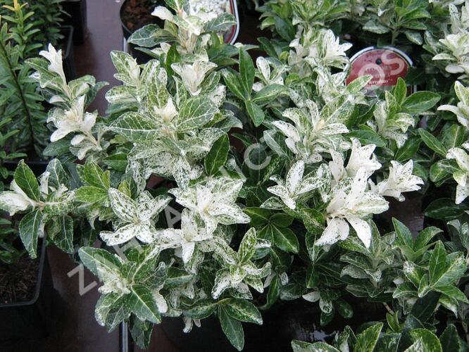 Brslen japonský 'Pierrolino' - Euonymus japonicus 'Pierrolino'