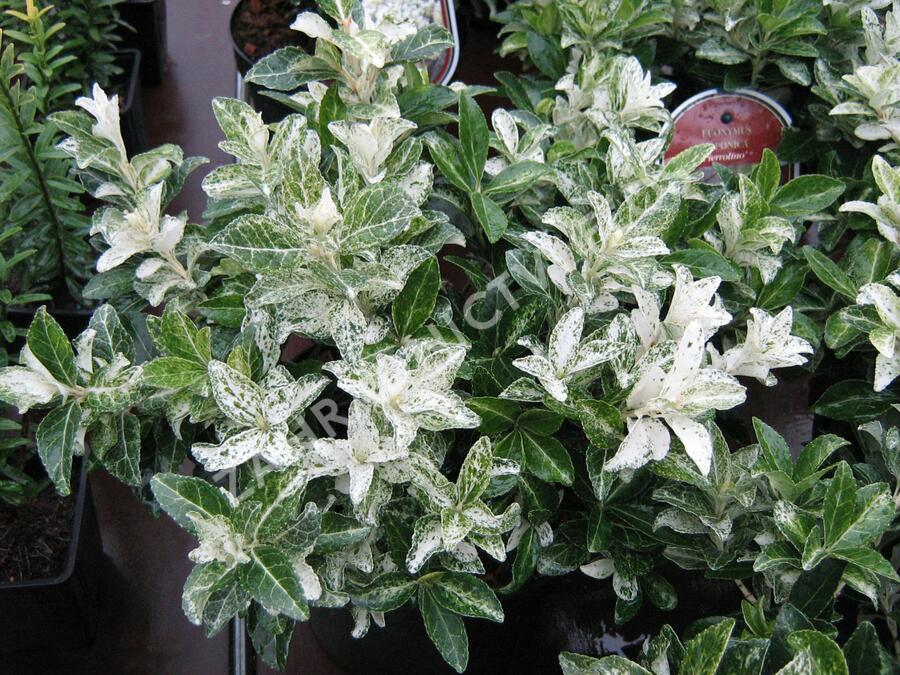 Brslen japonský 'Pierrolino' - Euonymus japonicus 'Pierrolino'